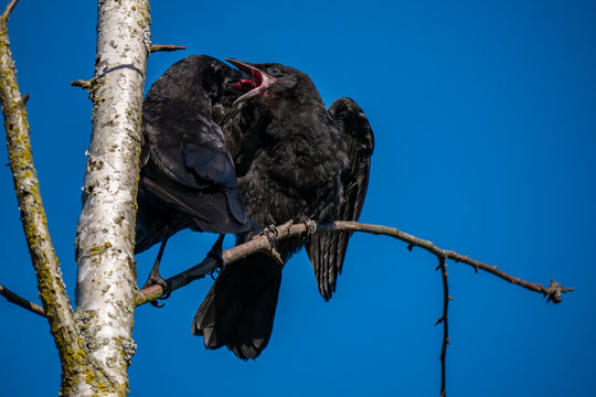 crow feeding its young on the tree