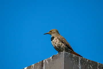 woodpecker standing on metal pole against blue sky