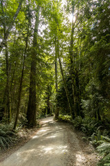 Fototapeta na wymiar path inside tall cedar trees forest