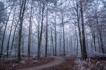 Winter im Wald