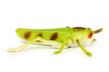 Silicone toy grasshopper isolated on white background. Nature bug game.