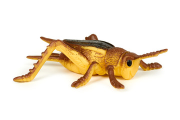 Silicone toy grasshopper isolated on white background. Nature bug game.
