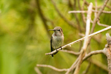 hummingbird resting on branch