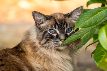 long haired cat with blue eyes looking at you behind leaves