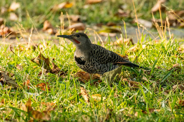 woodpecker on the grass