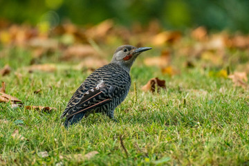 woodpecker on the grass