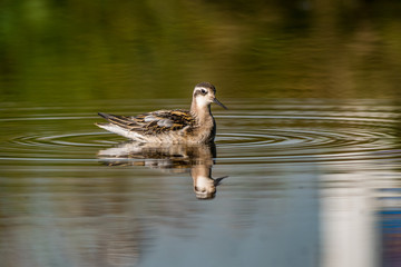 Sandpiper in the pond with reflection