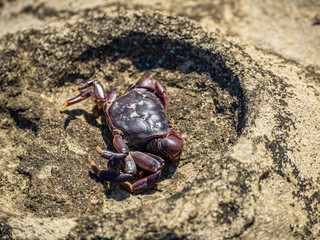 tiny brown crab in the rock crater 