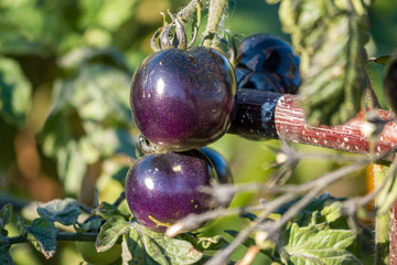 rare purple tomatoes in the garden