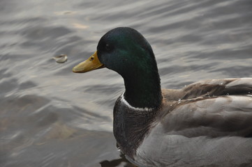 Male Mallard Duck