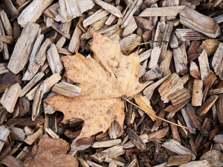 Wooden leaf