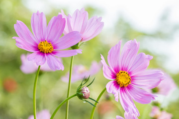 Background flowers, pink cosmos.