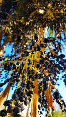 Washingtonia filifera also called California fan palm. Black shiny fruit