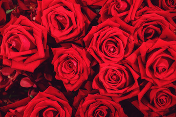 Natural red roses background. Selective focus.