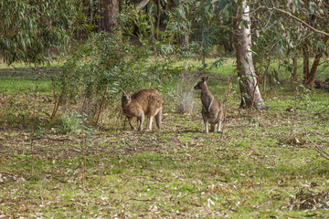 Naklejka na ściany i meble Australia - Victoria - Grampians national park - Pair of australian kangaroos in eucalyptus forest with blurred background and foreground