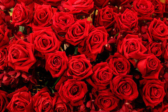 Natural red roses background. Selective focus.