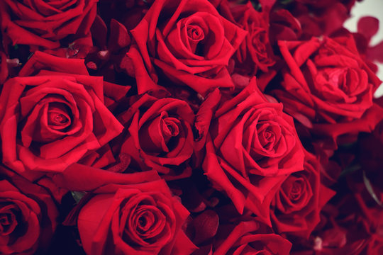 Natural red roses background. Selective focus.