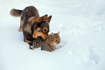 Cat and dog best friends. Cat and dog playing together outdoor on the snow in winter