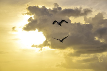 Sunset at Key West Florida USA with birds flying on the sky