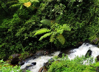 fern tree in rain forest