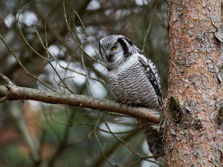 Northern hawk-owl (Surnia ulula)