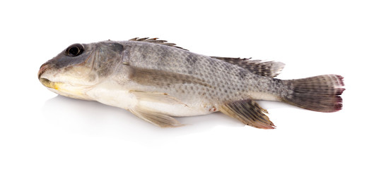 Nile tilapia fish isolated on white background