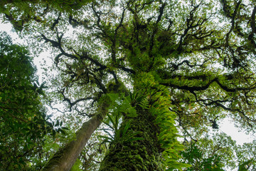Fototapeta premium tree with moss in the rain forest.