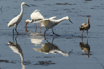 Ibis blanc, Eudocimus albus, American White Ibis, Aigrette neigeuse, Egretta thula, Snowy Egret