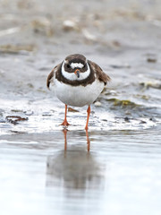 Common ringed plover (Charadrius hiaticula)