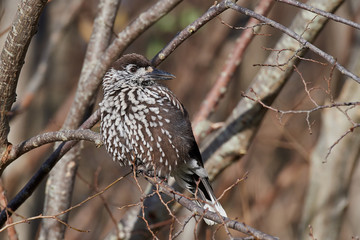 Eurasian nutcracker (Nucifraga caryocatactes)