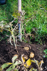 Homegrown Potatoes being harvested
