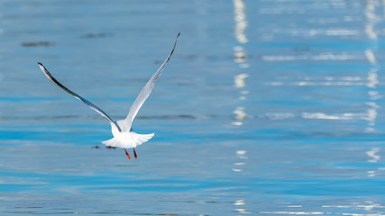 Gull who takes off from water, seagull flying on blue sea
