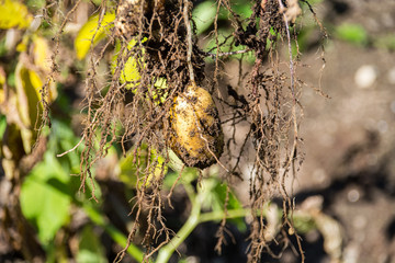 Homegrown Potatoes being harvested