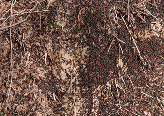 Anthill