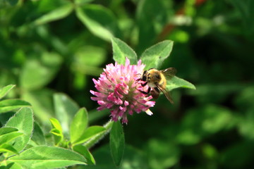 Clover and bee