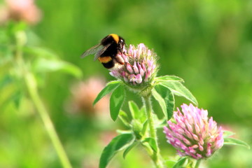 Clover and bee