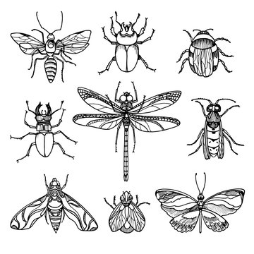 Set of insects on white background. Vector symbol