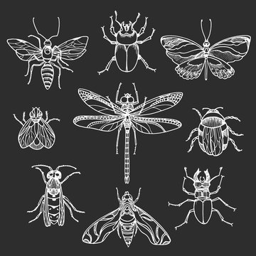 Set of white insects on black background. Vector symbol
