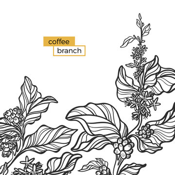 Template of black branch of coffee tree with leaves and coffee beans. Vector illustration