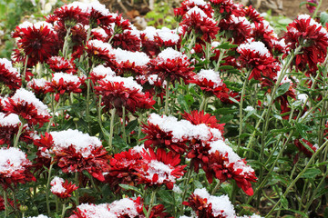 Chrysanthemums in the snow. Chrysanthemums. Red chrysanthemums under snow. First snow. Autumn and snow