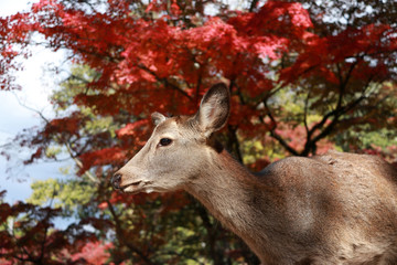 Deer standing background red leaves autumn tree at the park in Nara, Japan. The park is home to hundreds of freely roaming deer.