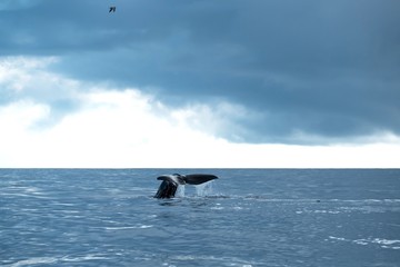 Fototapeta na wymiar Sperm whale on a cloudy day in the Azores 