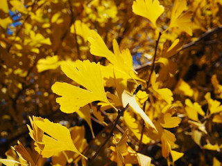 Leaves of colored ginkgo