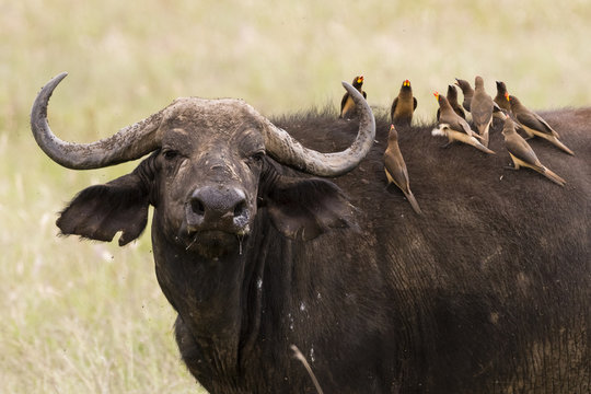 Yellow-billed oxpeckers (Buphagus africanus) on the back of an African buffalo (Syncerus caffer), Tsavo, Kenya