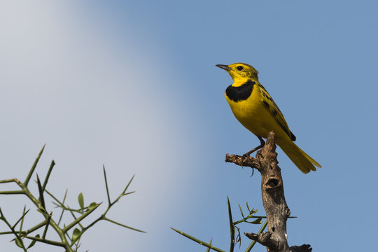 A male golden pipit (Tmetothylacus tenellus) on a branch, Tsavo, Kenya