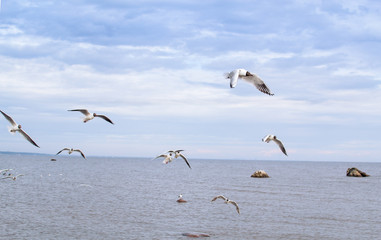 a lot of seagulls over the sea
