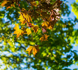 autumn colorful leaves of the trees