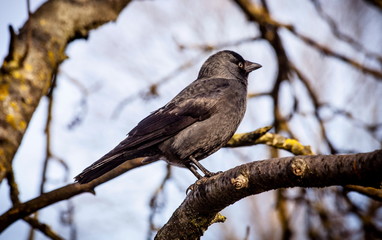 Jackdaw
