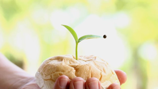 sapling  with bread in hand 