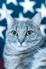 Patriotic Cat posing before U.S.A. flag
